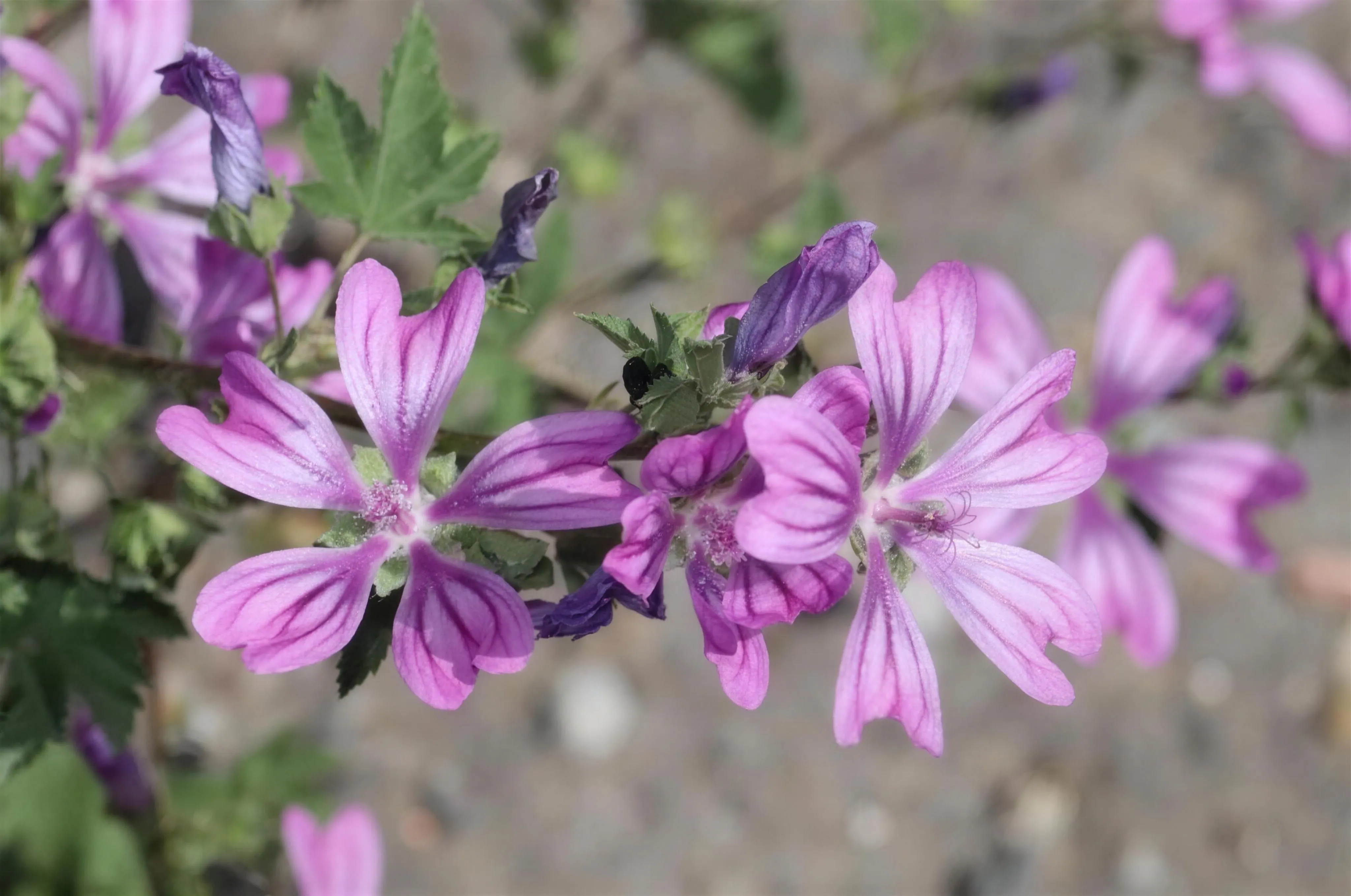 Malva sylvestris flower in bloom