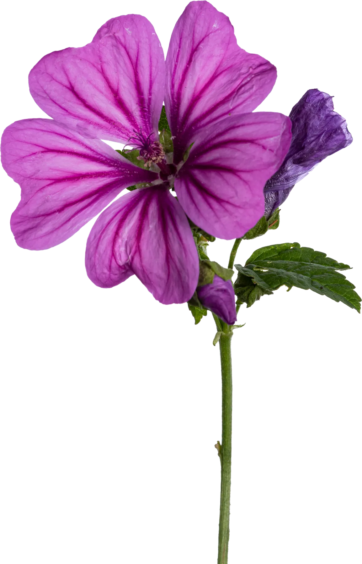 Malva sylvestris (common mallow) plant